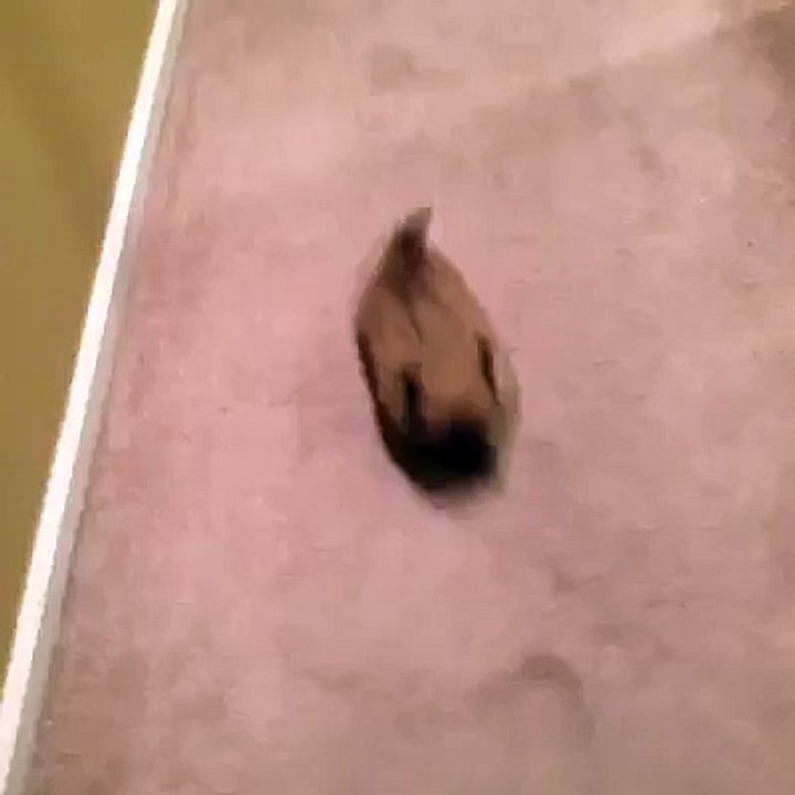 funny cubs