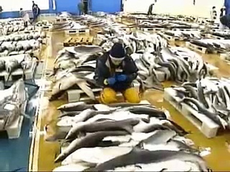 C'est pas sorcier - Les requins