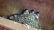 Barn Swallows In nest