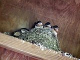 Barn Swallows In nest