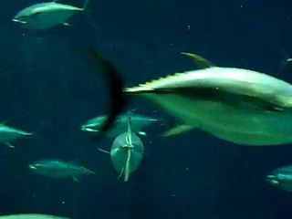 tuna swimming in a large pool