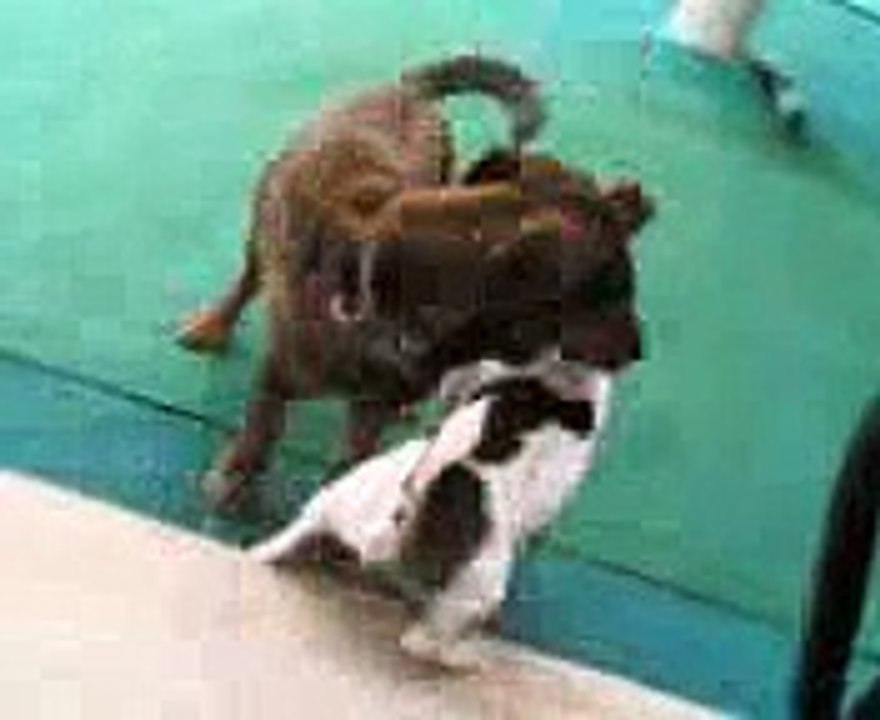 Doggystyle