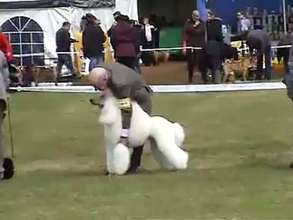 Standard Poodles Show