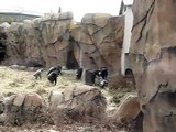 Crazy Chimps Chase Cat