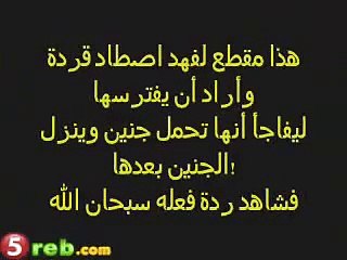 Leopard takes care of a baby  monkey -No struggle for survival !