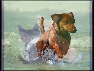 Rainbow Bridge( Pet Loss Poem)