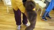 シルバー＆アンバーのトリミング Toy poodle grooming