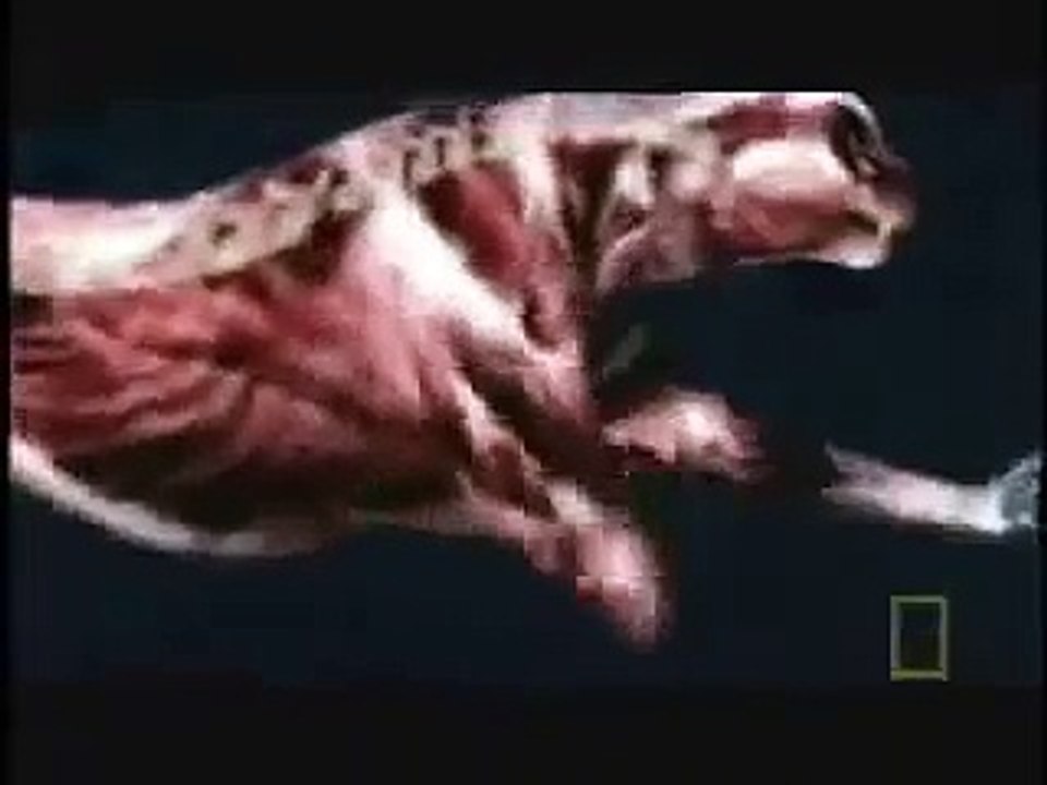 The Cheetah