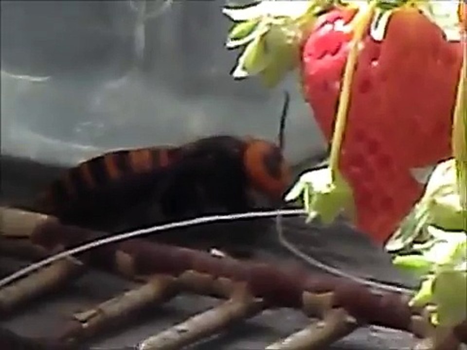Vespa mandarinia