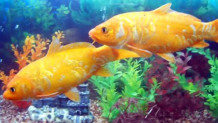 World Most Beautiful Koi Fish found in Hyderabad