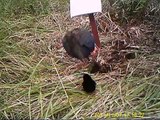 Sneek peak at the first takahē chicks to have been hatched on Motutapu Island