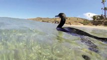 Catalina cormorant fishing in shallow water