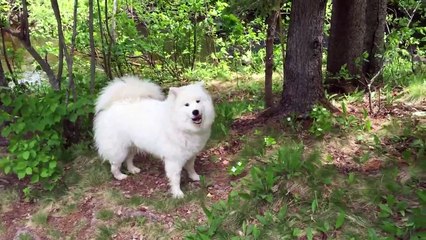 Taylor The Samoyed