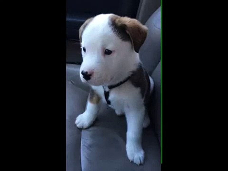 Dog gets angry at his own hiccups