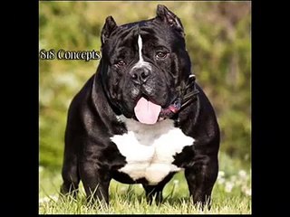 TOP 10 EXOTIC BULLIES / EXTREME AMERICAN BULLIES BY GRIDLOCK BULLIES