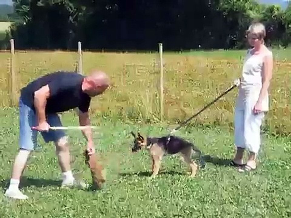 berger allemand  de 3 mois au mordant