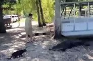Un chat se bat contre des crocodiles