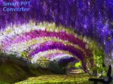 Botanical Garden Kawachi Fuji  Wisteria Trees