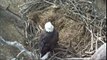 NCTC Bald Eagle Nest - Jan 13 2013 - Smitty protects his nest while Belle is perched overhead