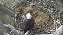NCTC Bald Eagle Nest - Jan 13 2013 - Smitty protects his nest while Belle is perched overhead