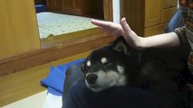 黒柴クロ 気持ち良さそうに寝てはります Shiba Inu Kuro Sleeping Comfortably