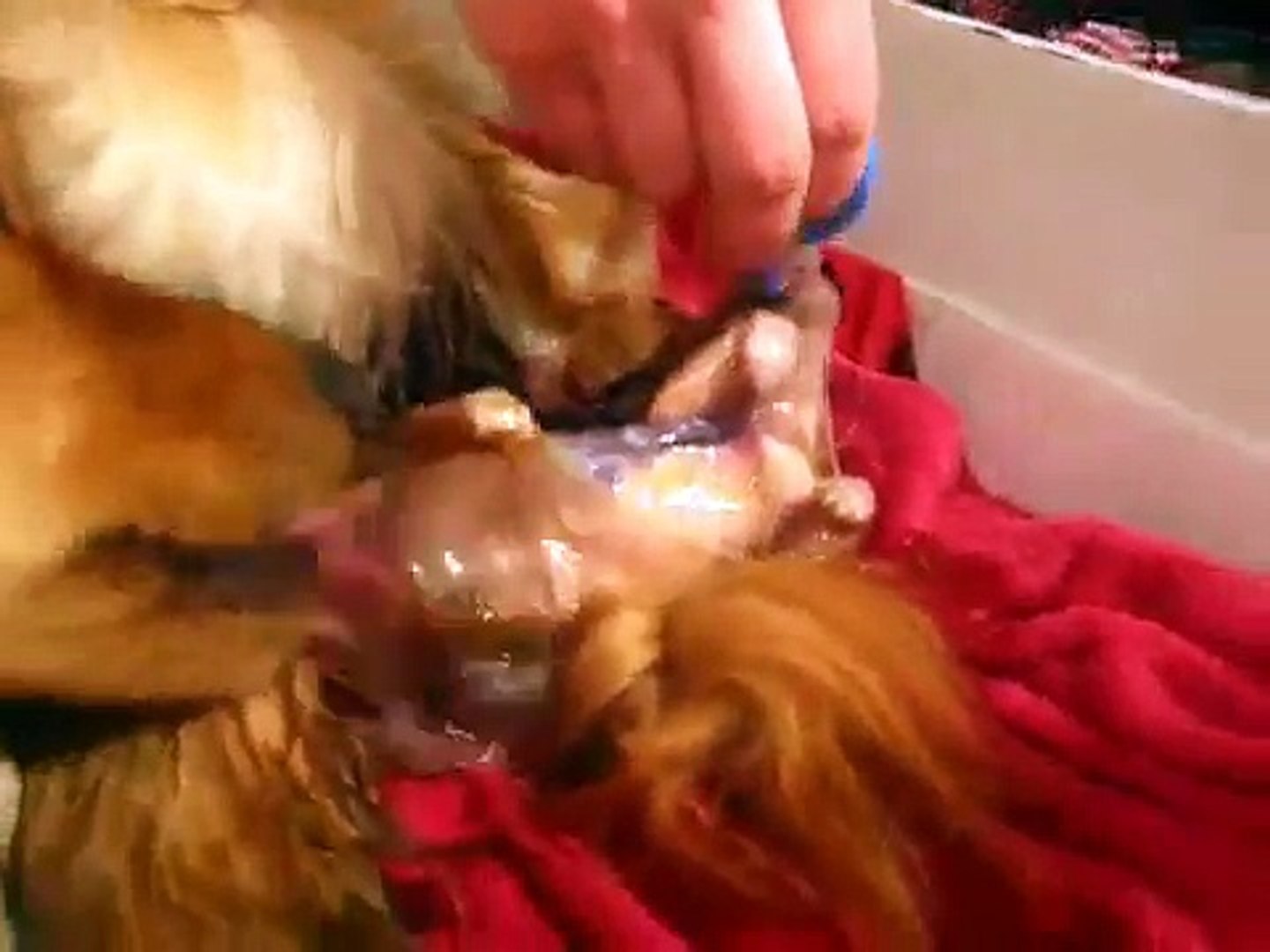 Golden Retriever Giving Birth