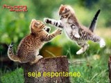 Motivacao pessoal - Vídeo de gatinhos