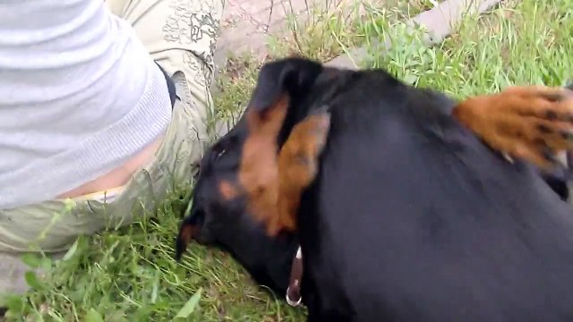 FIGHTING ''( LABRADOR RETRIEVERS & DOBERMAN PINSCHER ) ____+