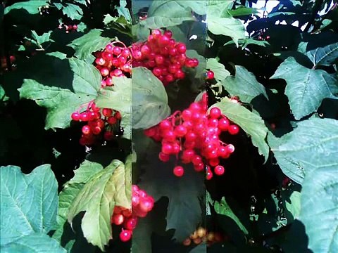 Veronika Povilionienė. Lopšinė // Lithuanian folk (lullaby, jazz)