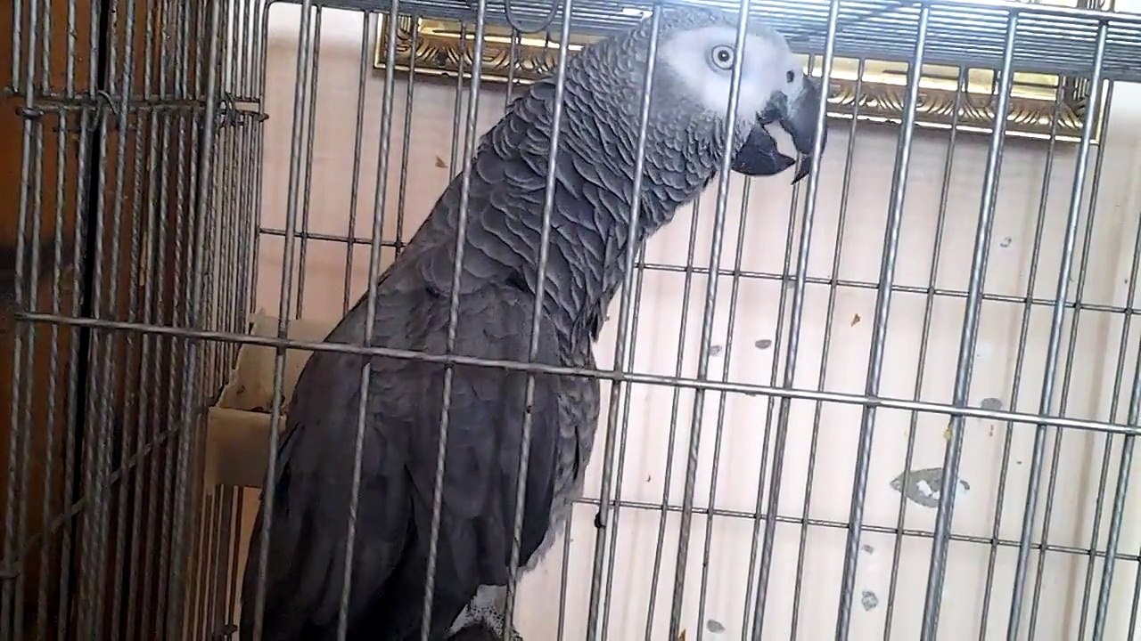 Perroquet gris du gabon 06.06.2015