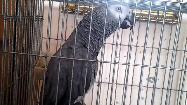 Perroquet gris du gabon 06.06.2015