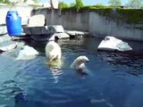 Eisbär Wilbär / Polar Bear Wilbear