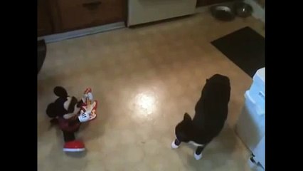 Mickey Mouse Guitar Meets Funny Cat Video For Kids