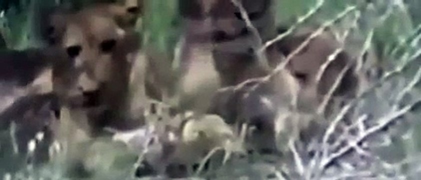 Lions Documentaries - Real Confrontattion Lions vs Hyenas National Geographic - Animal Documentarie