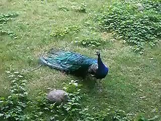 Peacocks Cry, "Mow".