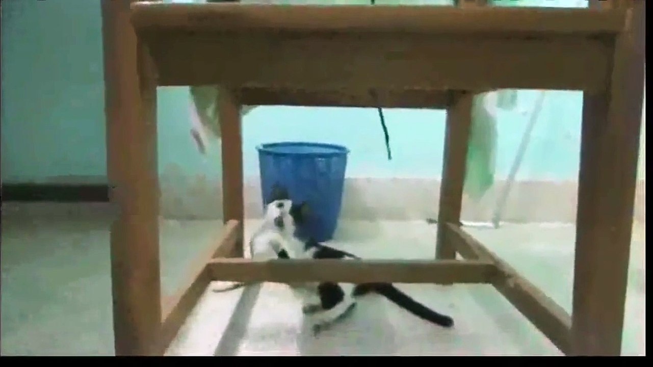 funny cat playing in the table