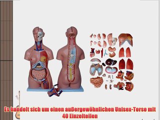 66fit Torso 40 Einzelteile 85 cm XC-208