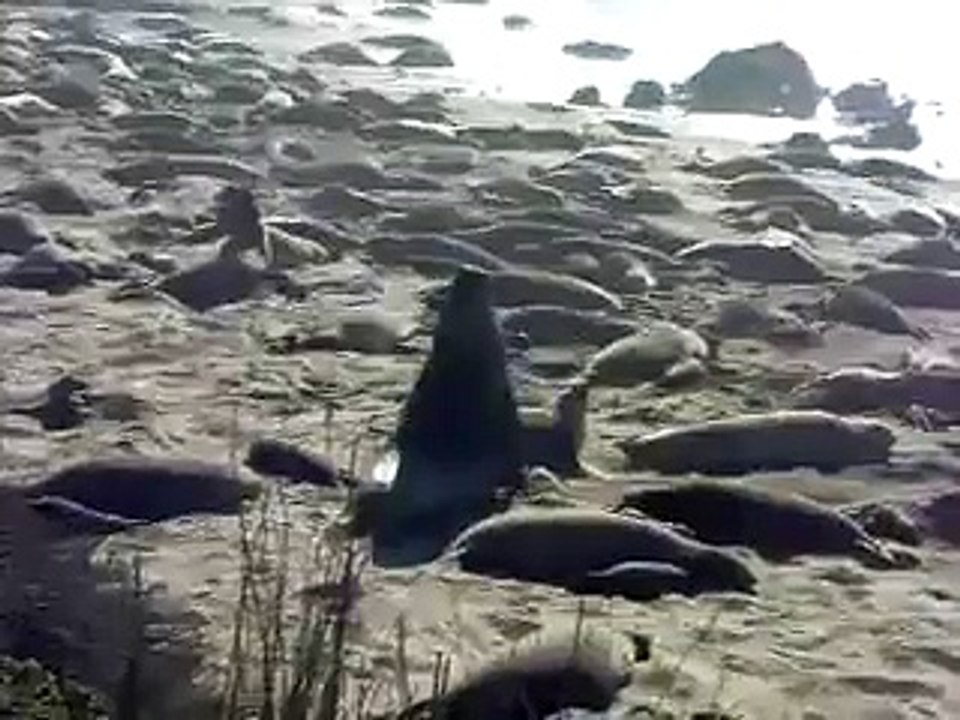 Elephant Seals beginning to mate
