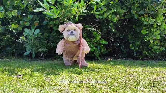 This dog dressed as an Ewok is so cute! Star Wars