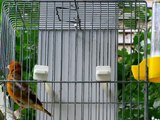 European Goldfinch(Carduelis carduelis) X Canary