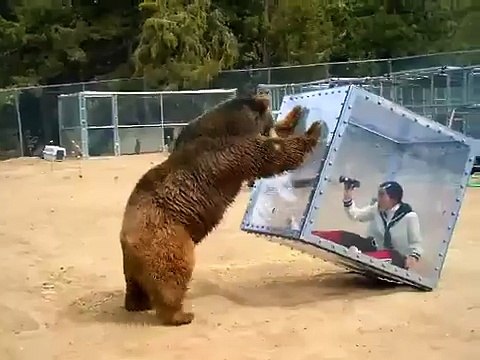 Les hurlements d'une femme face à un grizzly