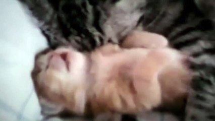 Cat mom hugs baby kitten (Human parody)