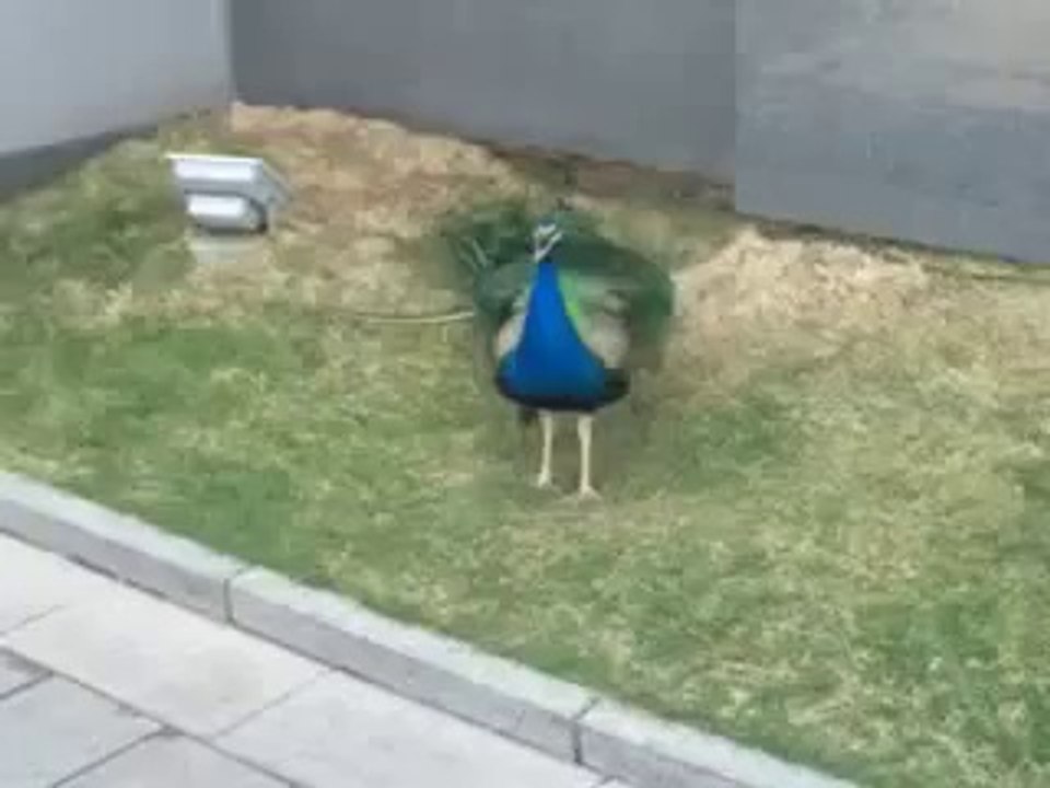 Beautiful Peacock