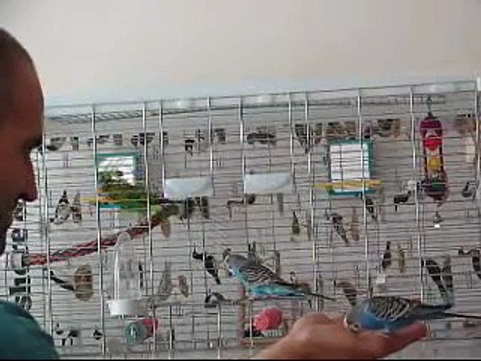 Banco the budgie and his two friends