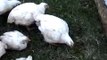 Pastured Chickens