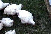 Pastured Chickens