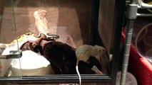 [19/2/13] piebald ball python feeding