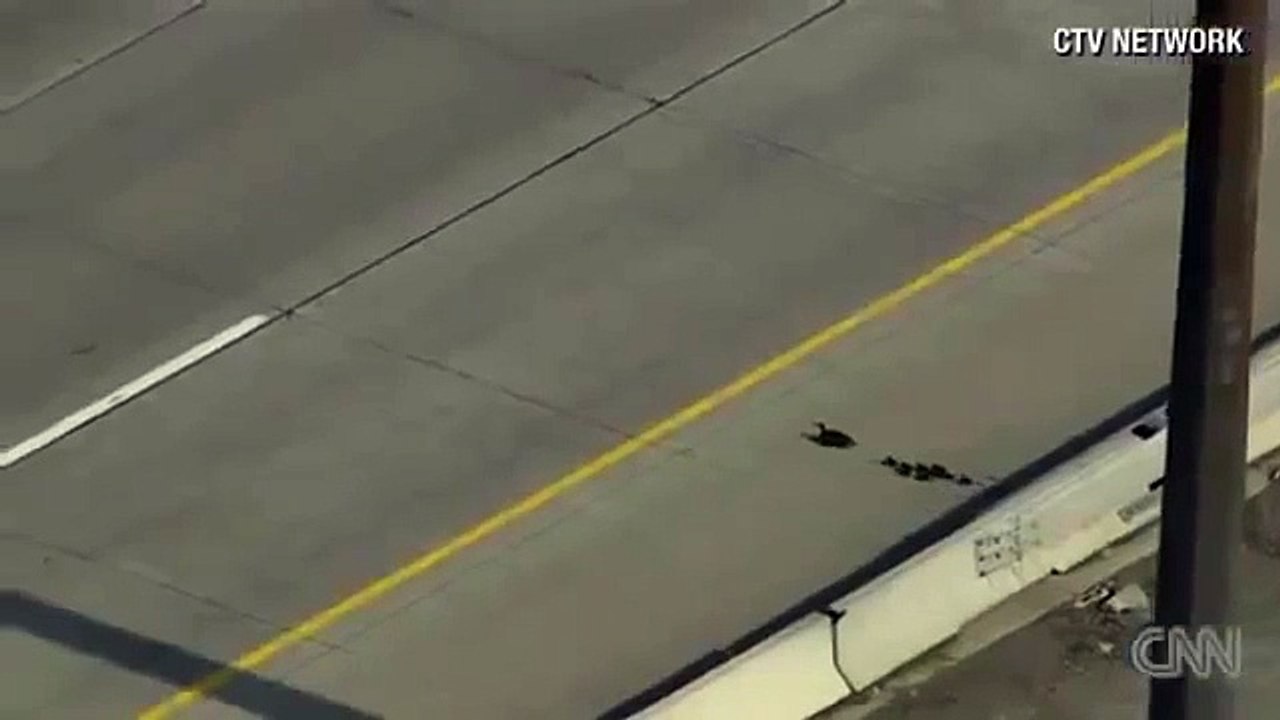 La traversée héroïque d'une autoroute par une famille de canards !
