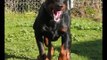 Dobermann Rehoming Association- Rescue dobes- www.dobermannrehome.co.uk