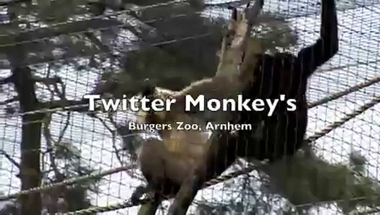 Twitter Monkey's